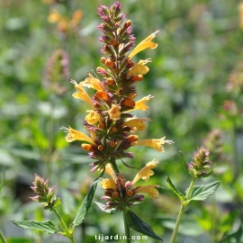 Agastache aurantiaca Kudos orange fleurie