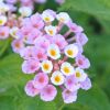 Lantana camara 'Cream Pearl'