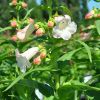 Penstemon hartwegii 'Phoenix' blanc fleurie