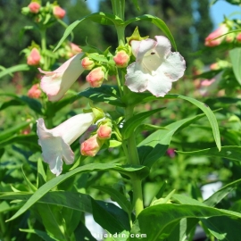 Penstemon hartwegii 'Phoenix' blanc fleurs