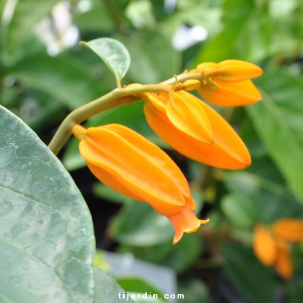 Juanulloa Mexicana