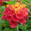 Lantana camara 'Crépuscule'