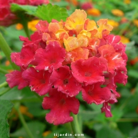 Lantana camara 'Crépuscule'