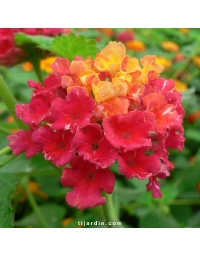 Lantana camara 'Crépuscule'