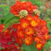 Lantana camara 'Flamenco'