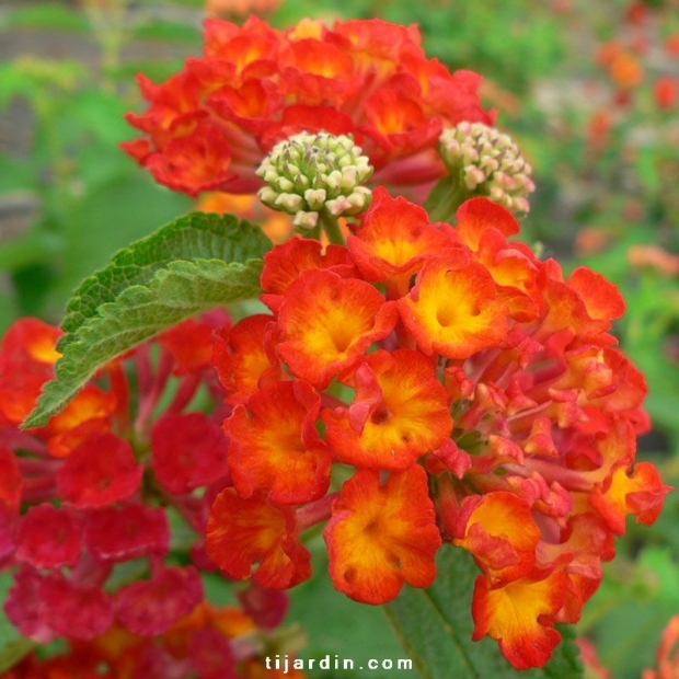 Lantana camara 'Flamenco' Lantana camara 'Flamenco'