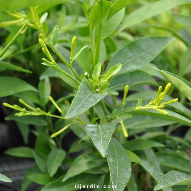 Cestrum nocturnum