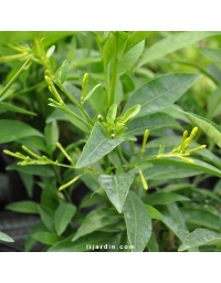 Galant de nuit (Cestrum nocturnum)