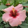 Hibiscus rosa sinensis 'HibisQs' Adonicus Pink fleur