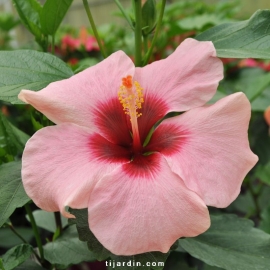 Hibiscus rosa sinensis 'HibisQs' Adonicus Pink fleurie