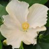 Hibiscus rosa sinensis 'HibisQs' Gaia White fleur