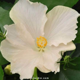 Hibiscus rosa sinensis 'HibisQs' Gaia White