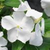 Catharanthus-Pervenche de Madagascar Blanc fleur