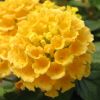 Lantana camara 'Mine d'Or'