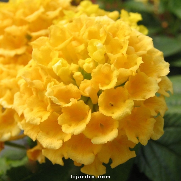 Lantana camara 'Mine d'Or'