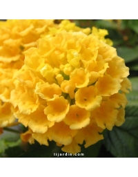 Lantana camara 'Mine d'Or'