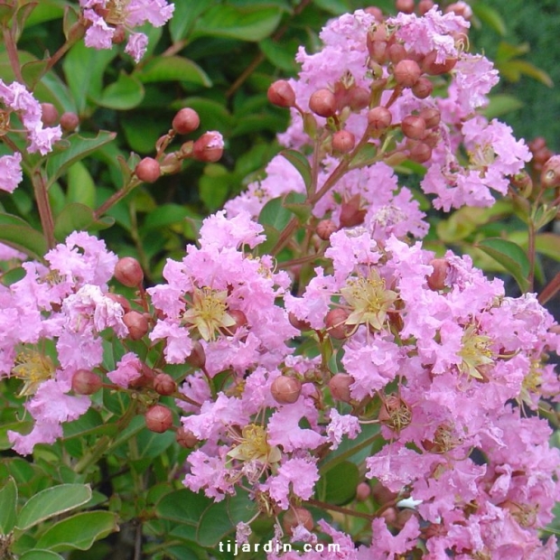 Lagestroemia indica 'Virginie' Lagestroemia indica 'Virginie'