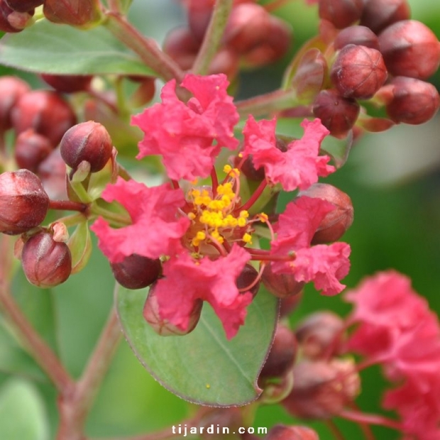 Lagestroemia indica 'Red Imperator' Lagestroemia indica 'Red Imperator'