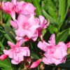 Nerium oleander 'Louis Pouget'