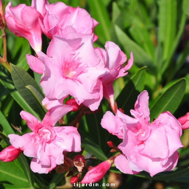 Nerium oleander 'Louis Pouget'