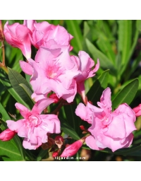 Nerium oleander - Laurier rose 'Louis Pouget'