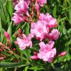 Nerium oleander 'Louis Pouget'