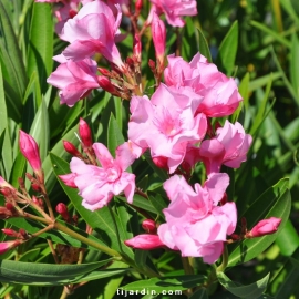 Nerium oleander 'Louis Pouget'