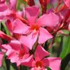 Nerium oleander 'Soleil levant'