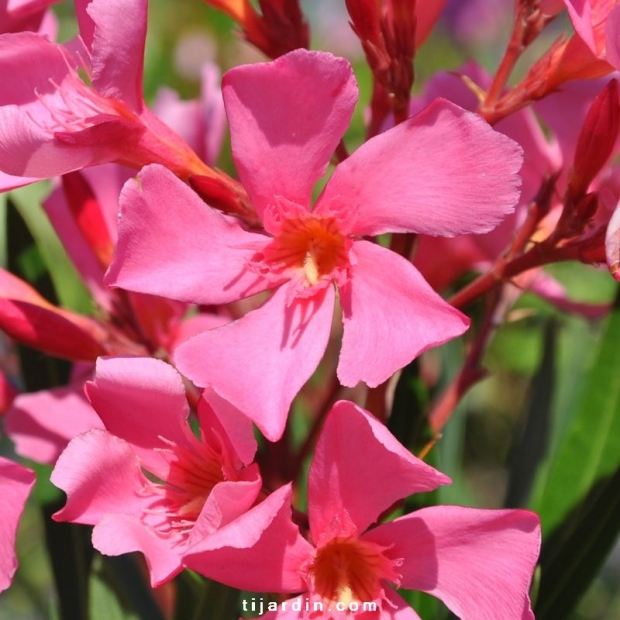 Nerium oleander 'Soleil levant'