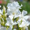 Nerium oleander 'Soeur Agnès'