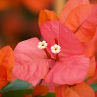 Collection de Bougainvillier