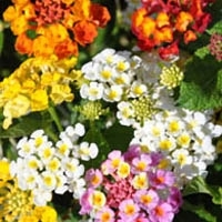 Collection de Lantana