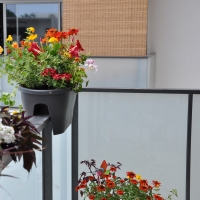 Les plantes pour balcons et terrasses