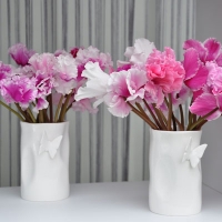 Collection de Cyclamen