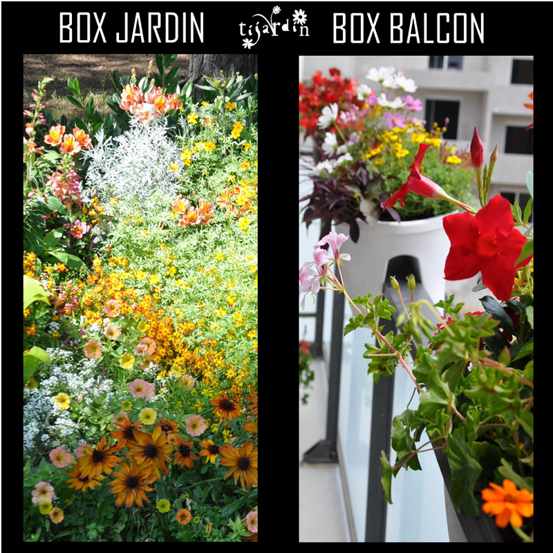 Exemple d'abonnement végétal: Box Tijardin 4 saisons