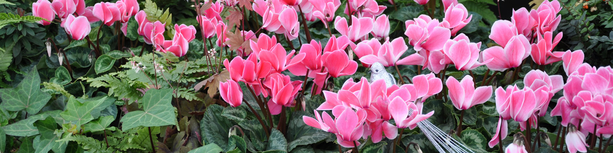 Ensemble De 4 Cyclamen Vrais En Pot 14 Cm - Plantes Fleuries Pour Intérieur/Extérieur - Kentis
