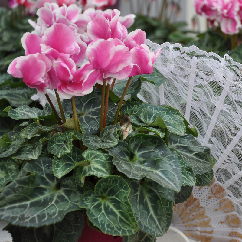 Cyclamen Abanico