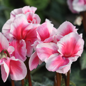 cyclamen abanico saumon 