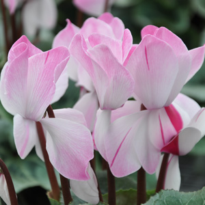 Cyclamen blush