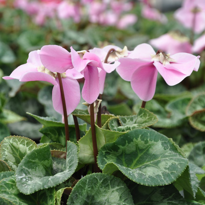 Cyclamen en Vogue