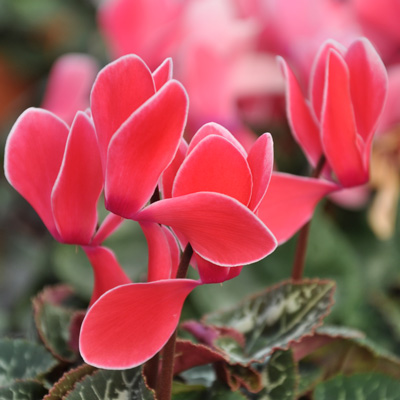 Cyclamen Flammé rouge