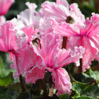 Cyclamen Frizzelia bicolore