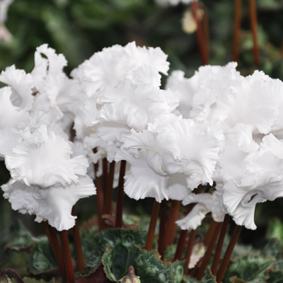 Cyclamen frizzelia blanc