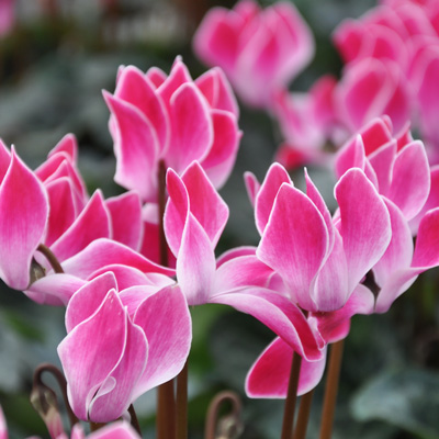 Cyclamen Funflame