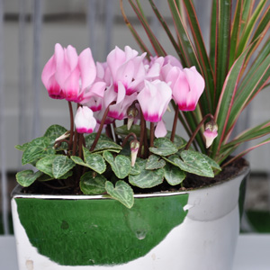 Cyclamen mini