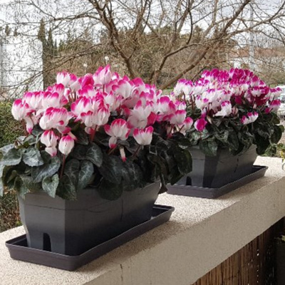 cyclamen outstanding indiaka