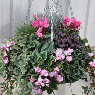 cyclamens victoria en suspension