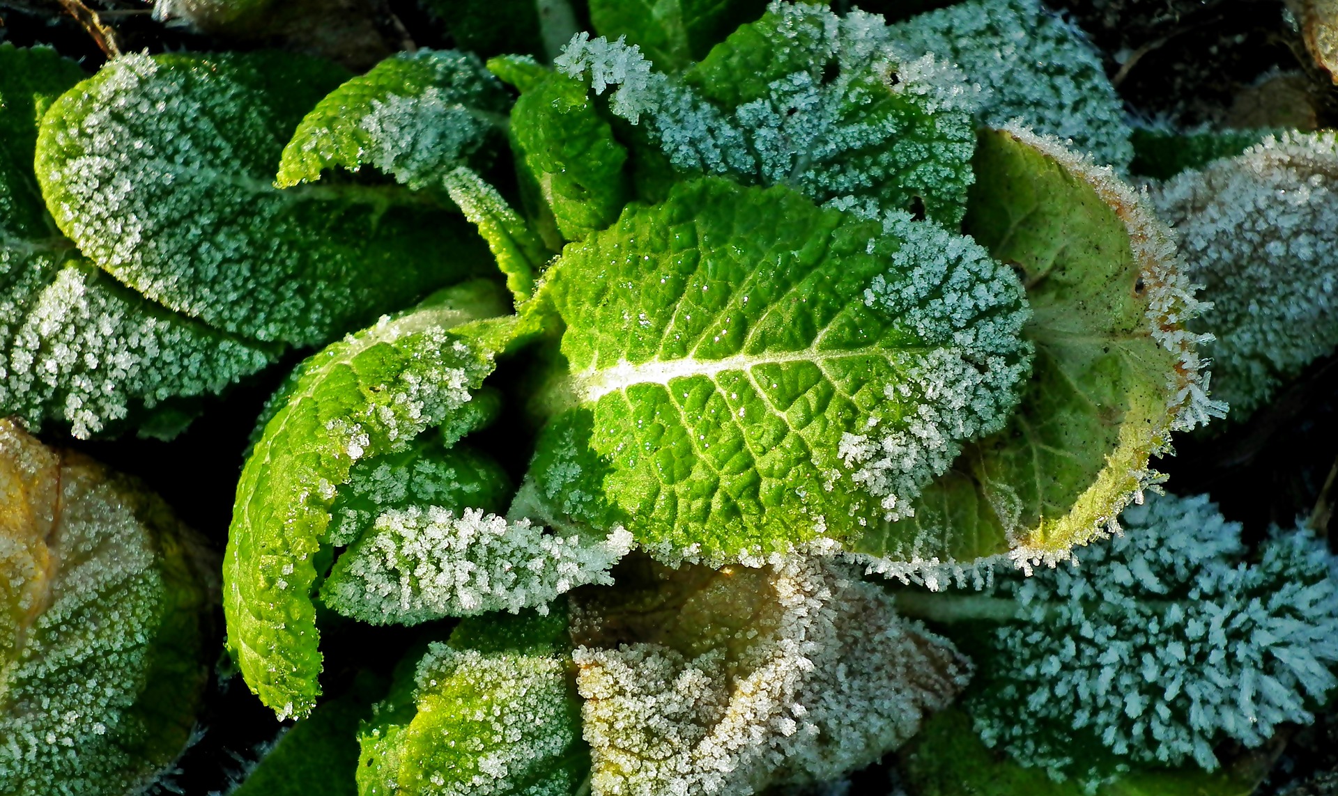 Le froid est là. Plantes sensibles, que faire ? - Blog jardin