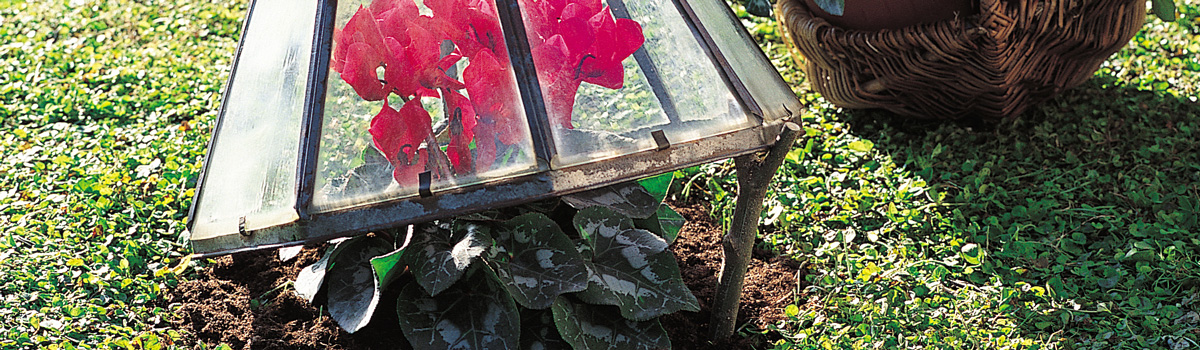 Comment protéger les plantes en pot du gel ?