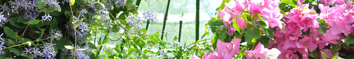 Plantes tropicales, bougainvillier hiverner en véranda